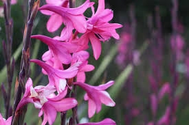 ������ �� ����������� ������ ��� ������