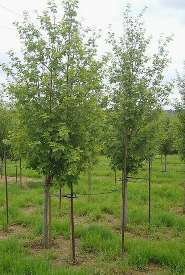 ��� ���: ����������� �� �����������